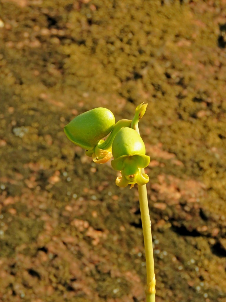 Catasetum discolor