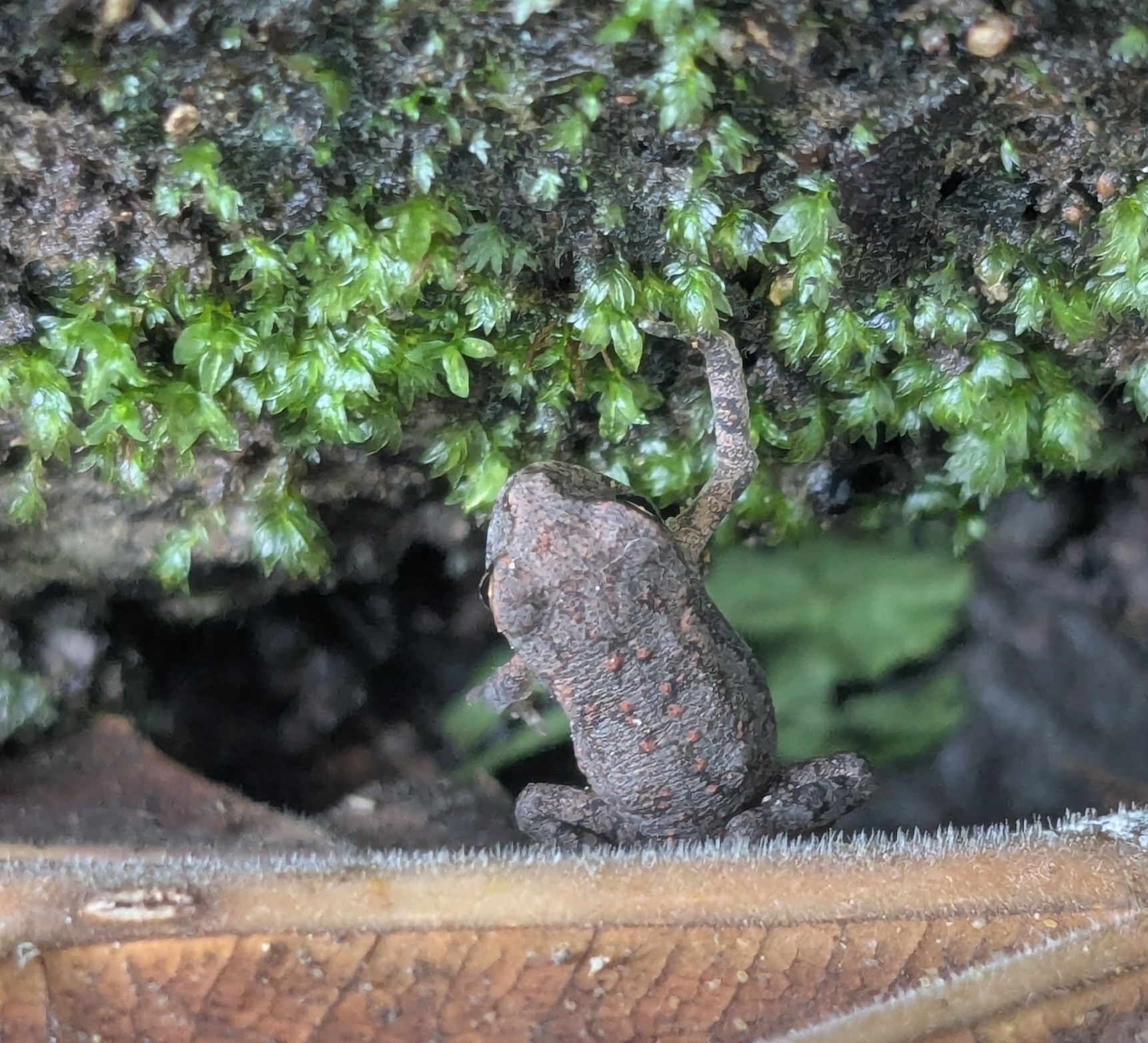 Indian Common True Toad