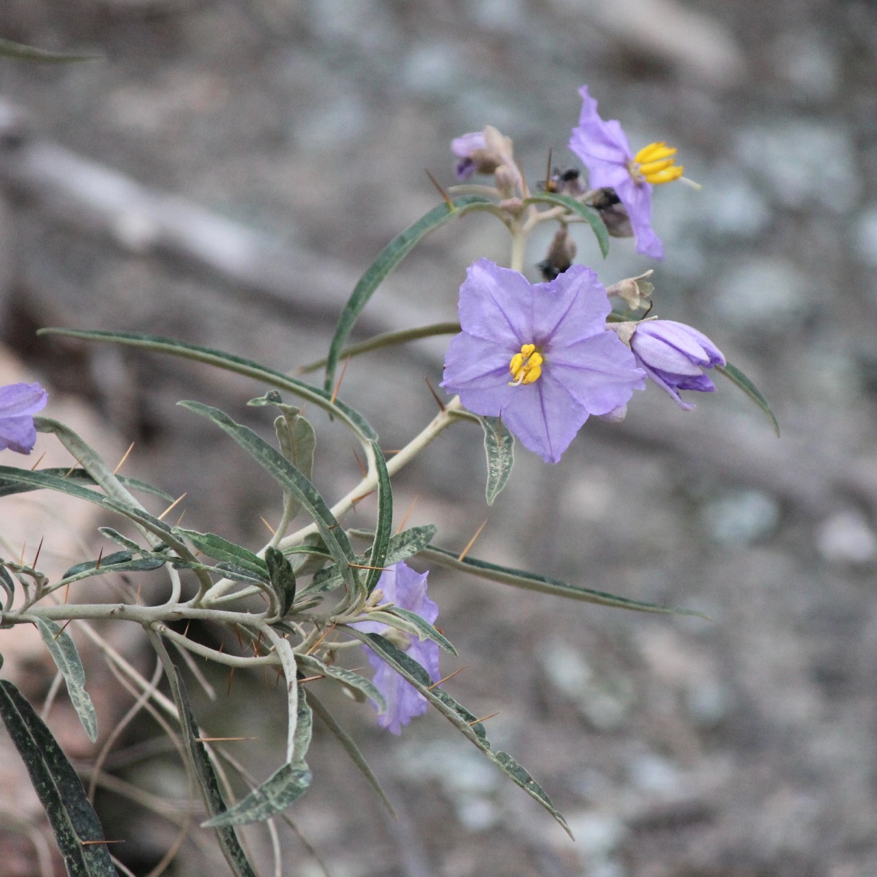 Solanum amblymerum