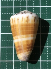 Conus planorbis