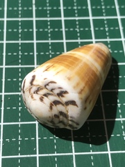 Conus planorbis