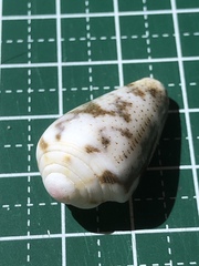 Conus striolatus