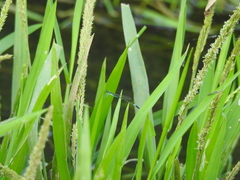 Agriocnemis clauseni