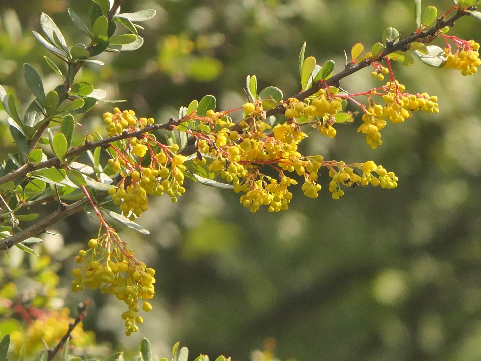 Tree-Turmeric (Berberis aristata)