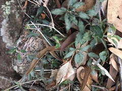 Opercularia hispida