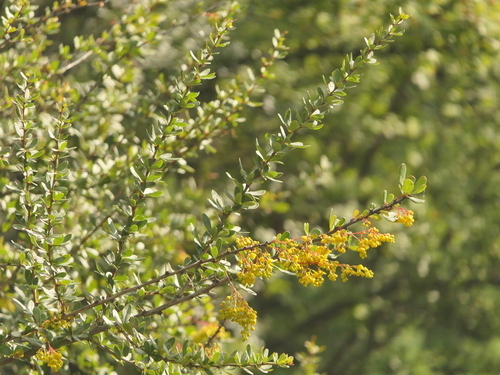 Berberis aristata, photograph 2
