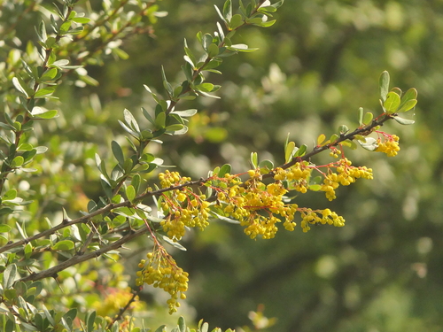 Berberis aristata, photograph 1