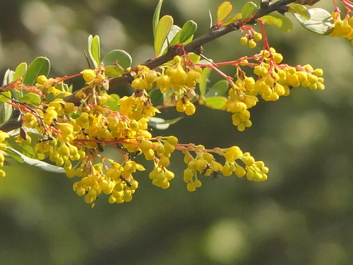 Berberis aristata, photograph 3