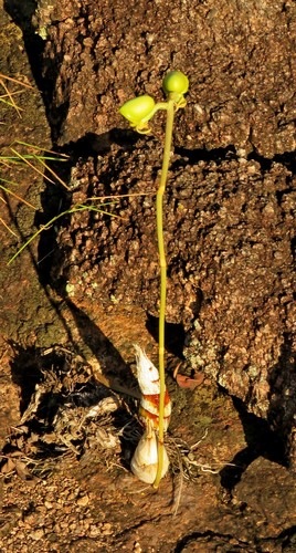 Catasetum discolor, photograph 5