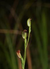 Pterostylis clivosa