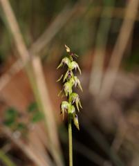 Genoplesium despectans