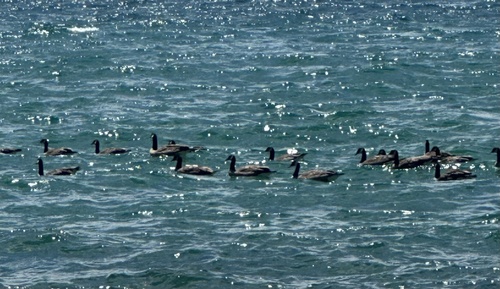 Canada Goose photographed in Nevada