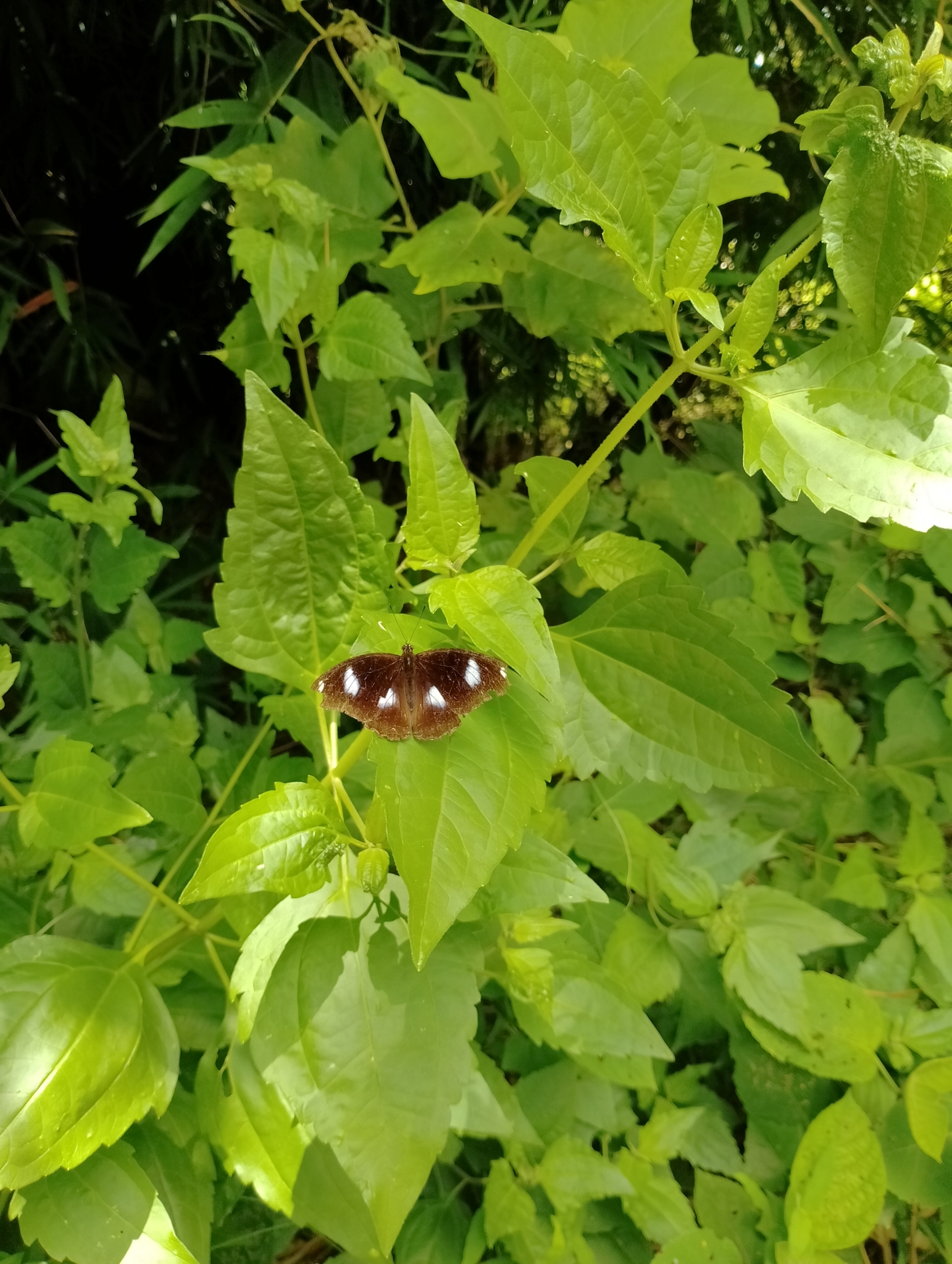 Great Eggfly