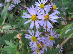 Aster microcephalus ovatus