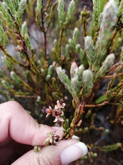 Erica glauca