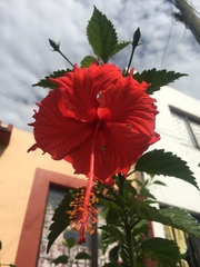 Hibiscus