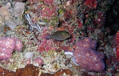 Canthigaster janthinoptera