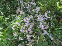 Aster microcephalus ovatus