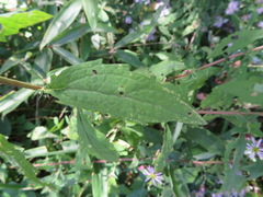 Aster microcephalus ovatus