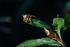 Socca pustulosa