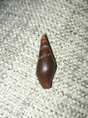 Isara badia