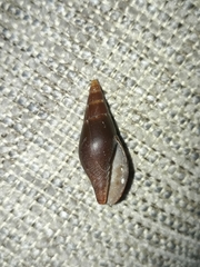 Isara badia