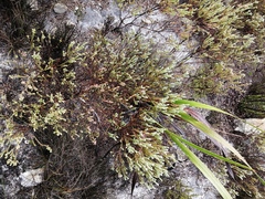 Erica glauca