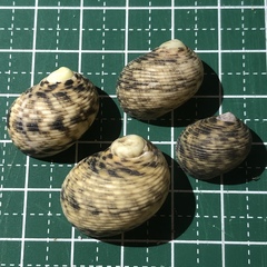 Nerita striata