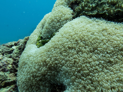 Physogyra lichtensteini