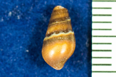 Pseudomelatomidae