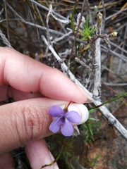 Viola decumbens