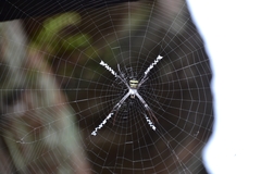 Argiope aetherea
