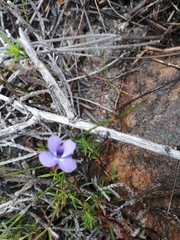 Viola decumbens