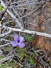 Viola decumbens