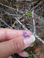 Viola decumbens