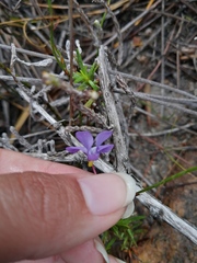 Viola decumbens