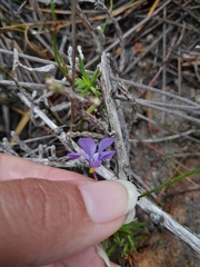 Viola decumbens