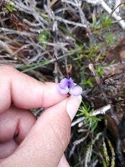 Viola decumbens
