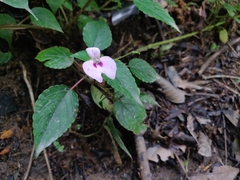 Impatiens elegans
