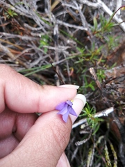 Viola decumbens