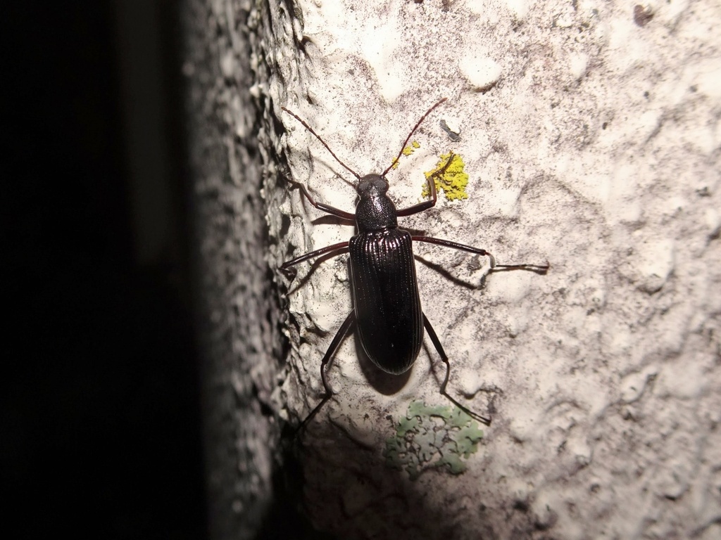 Strongylium niponicum