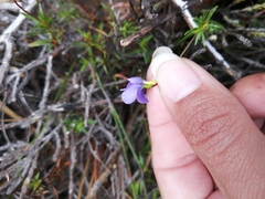 Viola decumbens