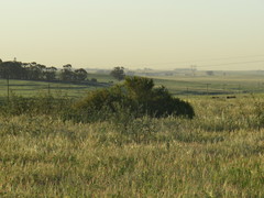 Eucalyptus cladocalyx
