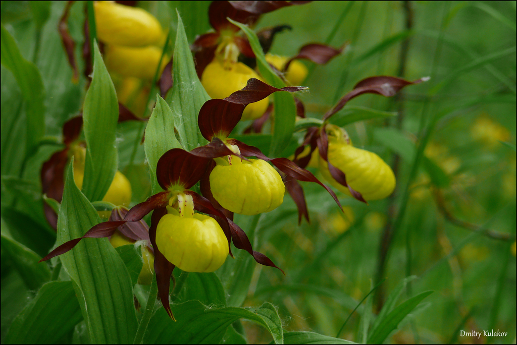 Cypripedium calceolus L. 3