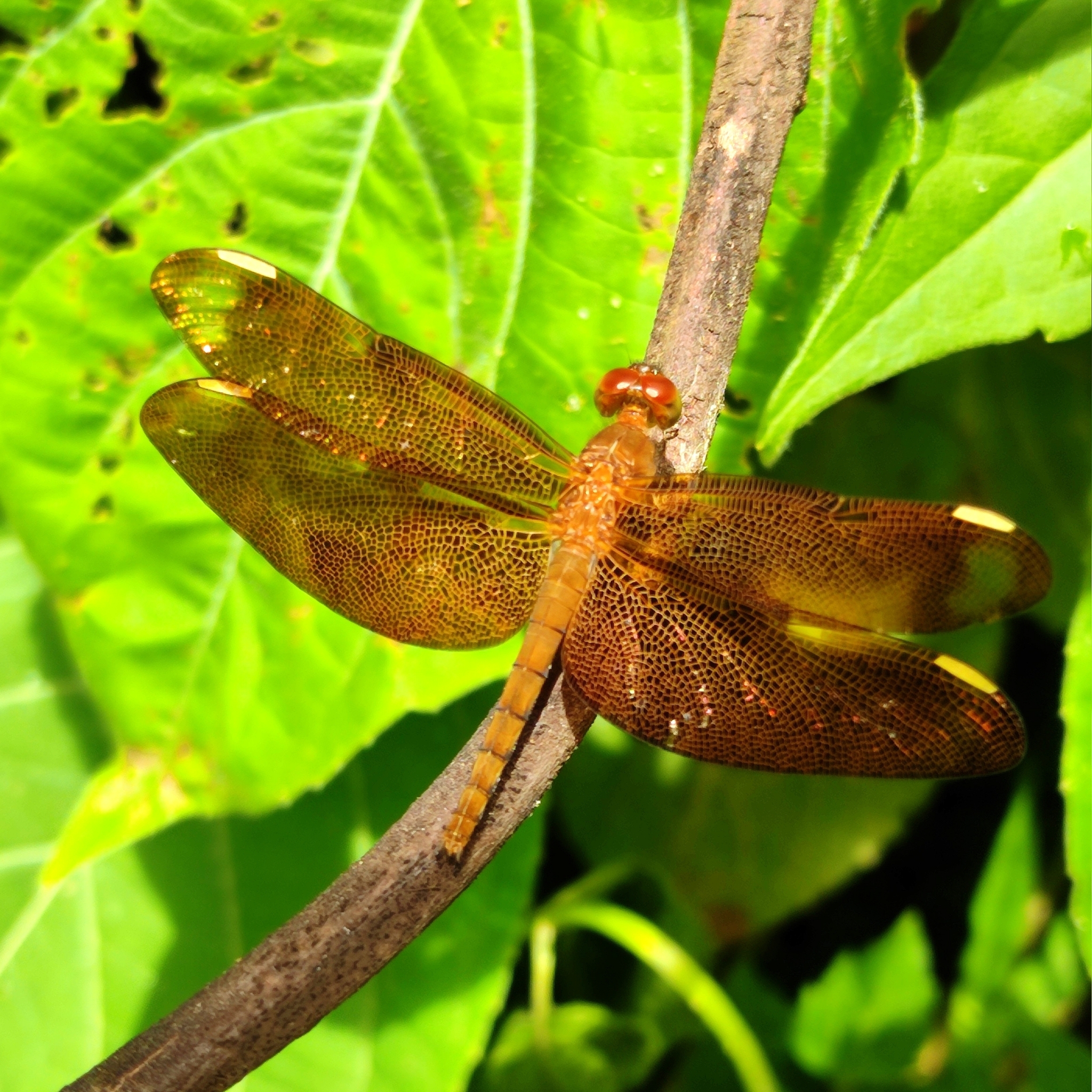 Fulvous Forest Skimmer