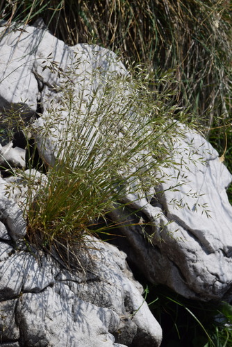 Trisetum alpestre, 2025-07-03