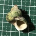 コシダカサザエ