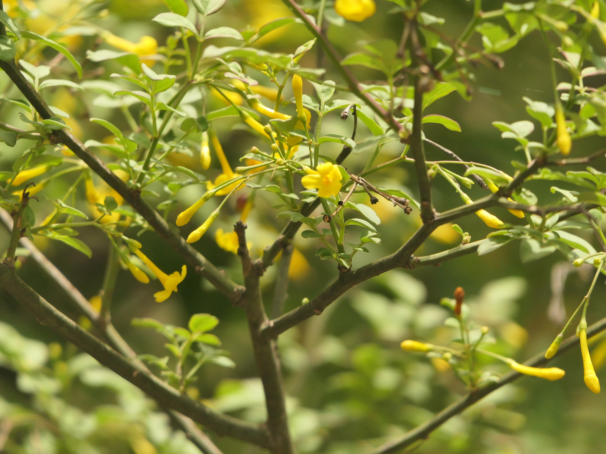 Italian Jasmine (Chrysojasminum humile)