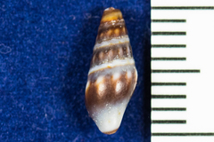 Pseudomelatomidae
