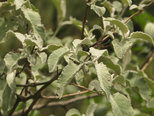 Buddleja crispa (Buddleja crispa)
